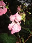 geo-Impatiens (Impatiens glandulifera) - 60 ml