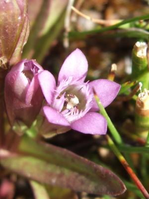 geo-Gentian (Gentianella amarella) - 60 ml