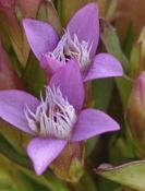 Gentian -4 (Gentianella amarella) - 12 ml