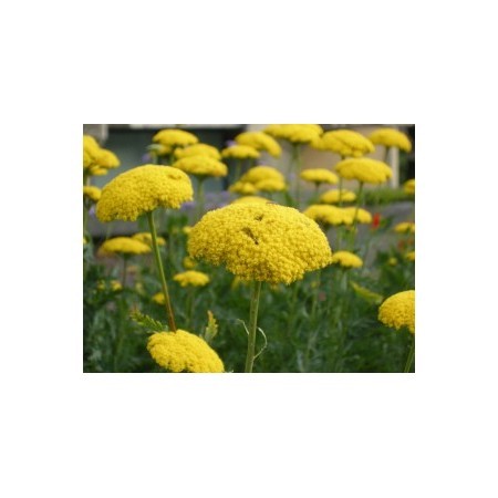 Milenrama dorada (Achillea filipendulina) 60 ml