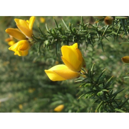 Gorse (Ulex europaeus) 60 ml