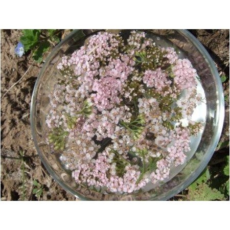 Milenrama rosa (Achillea millefolium var. rosea) 60 ml