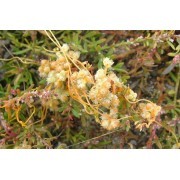 Cuscuta (Cuscuta campestris) 12 ml