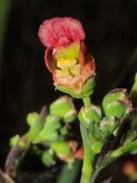 Escrofularia acuática (Scrophularia auriculata subsp. pseudoauriculata) - 12 ml