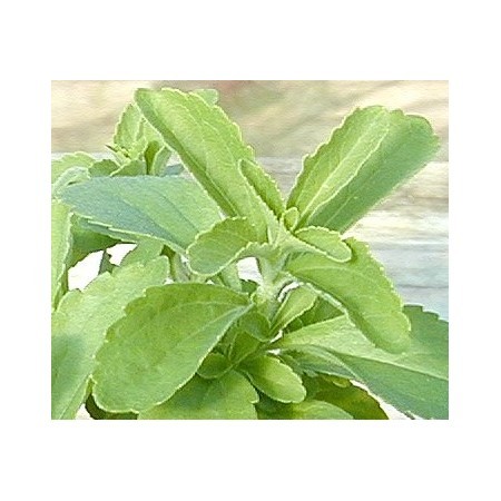 Stevia (Stevia rebaudiana) 60 ml