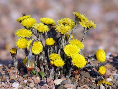 Pata de Caballo (Tussilago farfara) - 12 ml