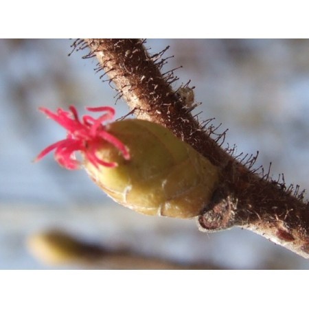 Avellano (Corylus avellana) 12 ml