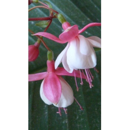 Fuchsia (Fuchsia hybrida) - 60 ml