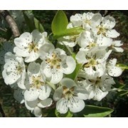 Pera (Pyrus communis) 12 ml