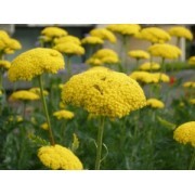 Milenrama dorada (Achillea filipendulina) 12 ml