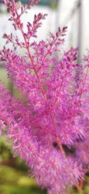 Astilbe (Astilbe sp.) - 12 ml