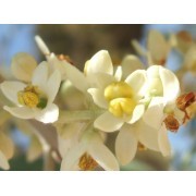 Olive (Olea europaea) 12 ml