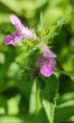 Betónica palustre (Stachys palustris) - 12 ml