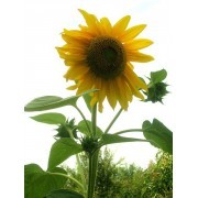 Girasol Gigante (Helianthus annuus) 12 ml