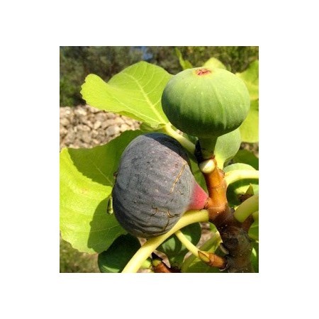 Higuera (Ficus carica) 60 ml