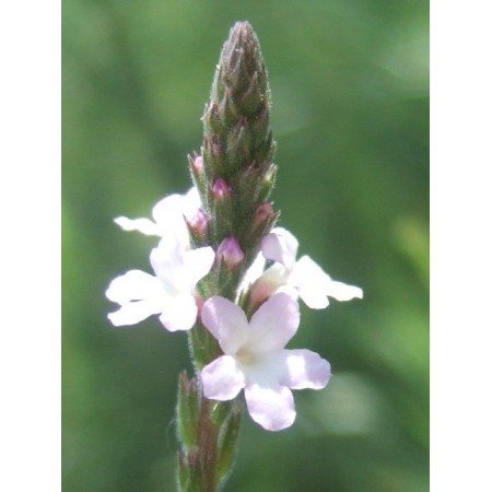 Vervain (Verbena officinalis) 12 ml