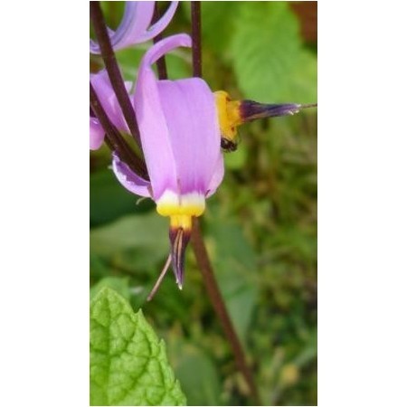 Estrella Fugaz (Dodecatheon maedia) 12 ml