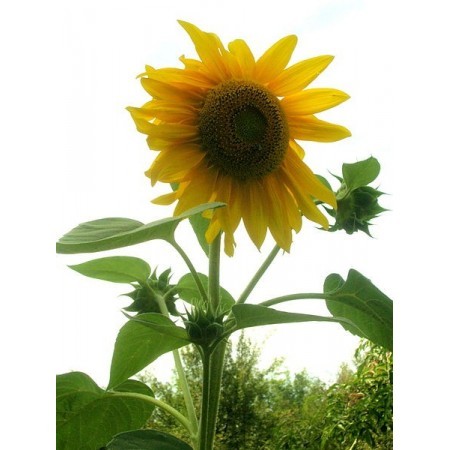 Girasol Gigante (Helianthus annuus) 12 ml