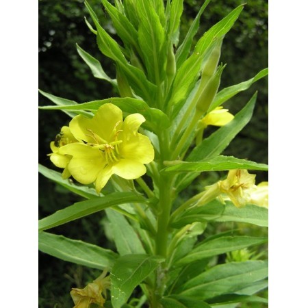 Onagra (Oenothera biennis) 60 ml