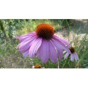 Equinácea (Echinacea purpurea) 12 ml