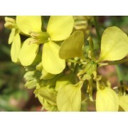 Mustard (Sinapis arvensis) 12 ml