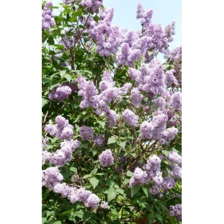 Lila (Syringa vulgaris) 60 ml