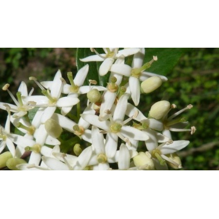 Sanguino (Cornus sanguinea) 60 ml