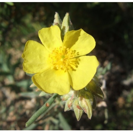 Rock Rose (Helianthemum nummularium) 12 ml