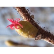 Avellano (Corylus avellana) 12 ml