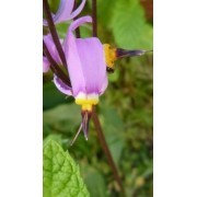 Estrella Fugaz (Dodecatheon maedia) 12 ml