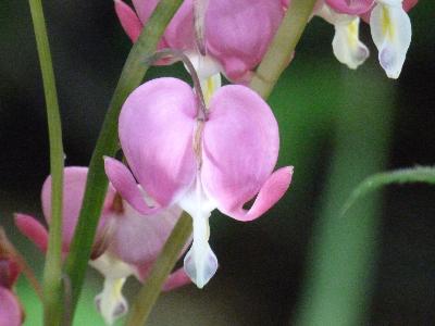 Corazón de María (Dicentra spectabilis)- 12 ml 