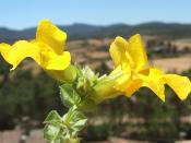 geo-Mimulus (Mimulus gutattus) - 12 ml