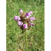 Consuelda Menor (Prunella vulgaris) 12 ml