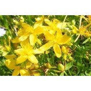 Hiperic (Hypericum perforatum) 12 ml