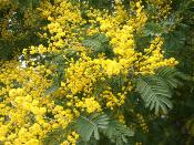 Mimosa (Acacia dealbata) - 12 ml