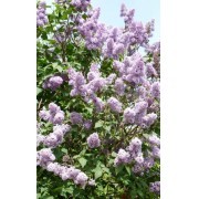 Lila (Syringa vulgaris) 12 ml