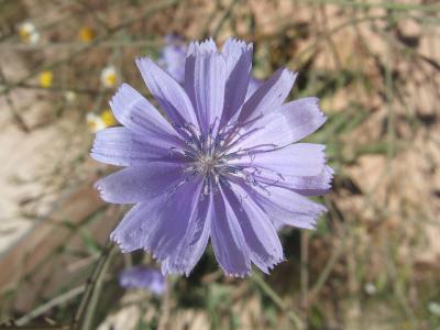 geo-Chicory (Cichorium intybus) - 60 ml