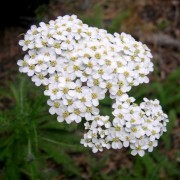 Milenrama (Achillea millefolium) 12 ml