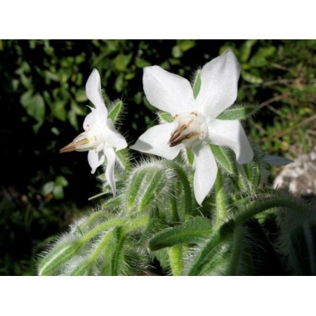 Borraja blanca (Borago officinalis var. alba) 12 ml