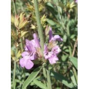 Salvia (Salvia officinalis) 12 ml