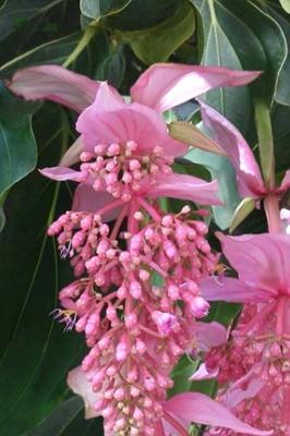 Medinilla (Medinilla magnifica) - 60 ml