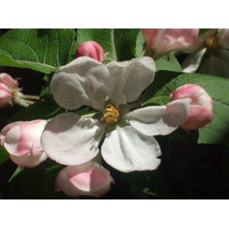 Crab Apple (Malus sylvestris) 12 ml