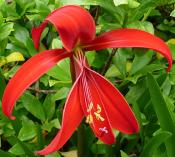 Flor de Lis (Sprekelia formosisima) - 12 ml