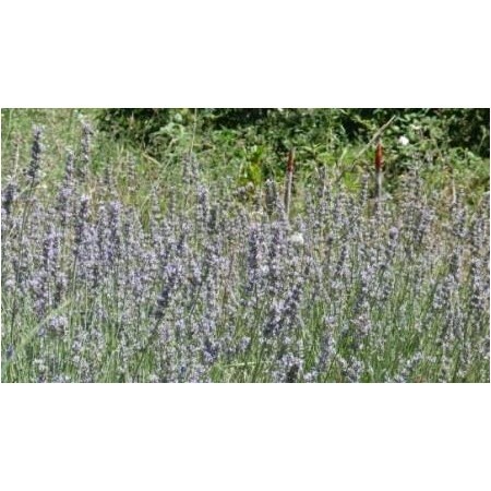 Lavanda (Lavandula angustifolia) 60 ml 