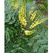 Mahonia (Mahonia aquifolium) 12 ml