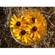 Rudbeckia (Rudbeckia fulgida) 12 ml