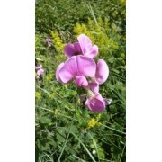 Guisante silvestre (Lathyrus latifolius) 12 ml