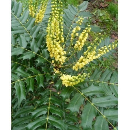 Mahonia (Mahonia aquifolium) 60 ml