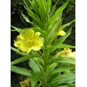 Onagra (Oenothera biennis) 12 ml