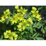 Ruda (Ruta graveolens) 12 ml